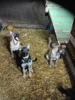 Belgische Schäferhunde  Malinys Welpen 11 Monate. Bild 2