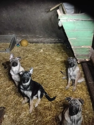 Belgische Schäferhunde  Malinys Welpen 11 Monate. Bild 4