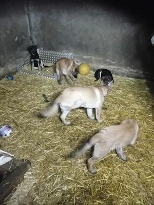Belgische Schäferhunde  Malinys Welpen 11 Monate. Bild 3