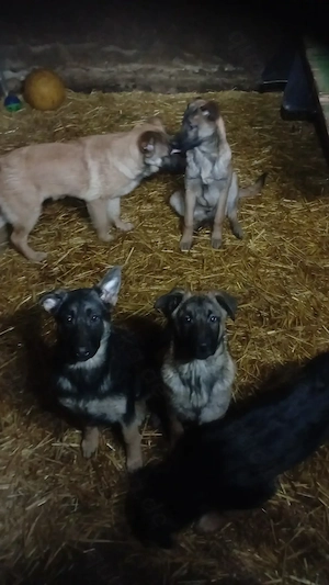 Belgische Schäferhunde  Malinys Welpen 11 Monate. Bild 5