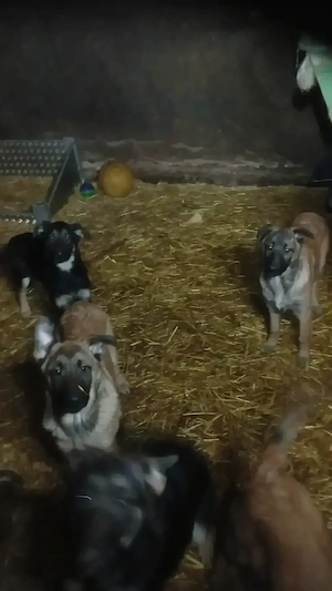 Belgische Schäferhunde  Malinys Welpen 11 Monate. Bild 6