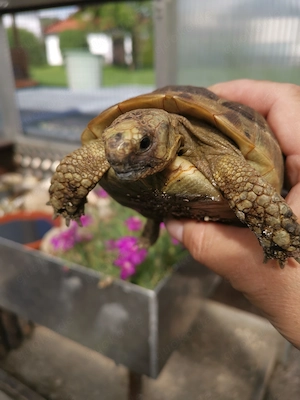 Griechische und Maurische Landschildkröten abzugeben ... Bild 4