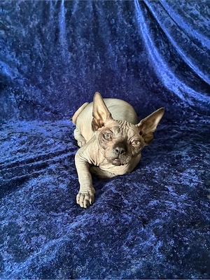 Sphynx Kitten Junge