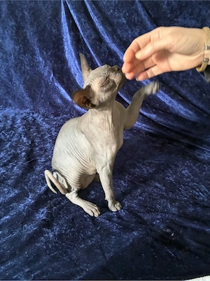 Sphynx Kitten Junge