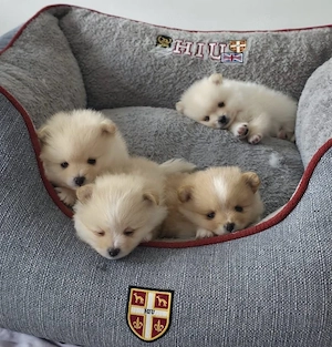 Reinrassige Pomeranian Zwergspitz Welpen