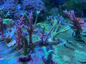 korallen SPS LPS Euphylia Meerwasser