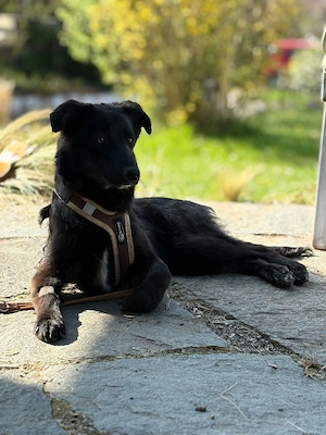 Oliver sucht sein Für-immer-Zuhause