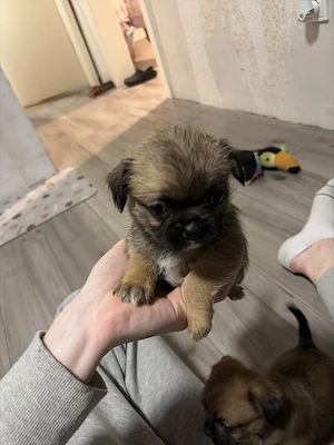 Französische Bulldogge Shih Tzu Mix Welpen   liebevolle Rüden abgabebereit 
