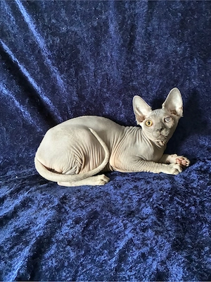 Spyhnx Kitten Mädchen