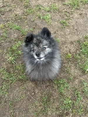 Carlo sucht seine Familie