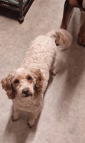 Zwerg  Kleinpudel *31.05.2022 sucht liebe Familie.