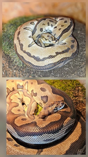 Zuchtpaar Königspythons