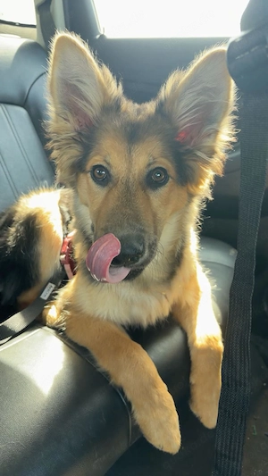 Schäferhund Welpen 4 Monate alt 