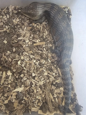 Trächtiges Blauzungenskink-Weibchen abzugeben