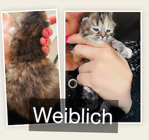 Perser-Birma Mix 7.4.26 geboren