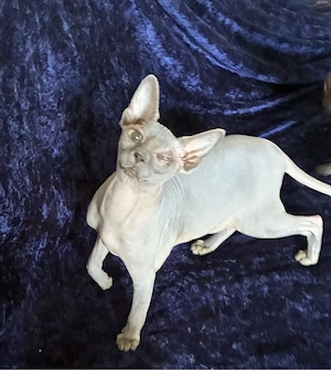 Spyhnx Mädchen Kitten