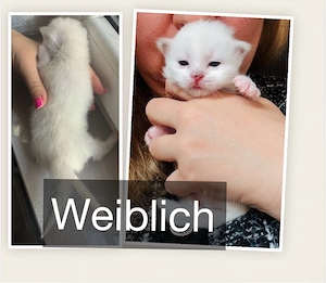 heilige Birma Kitten 4.4.26 geboren