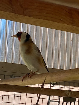 Stieglitz Major Hahn 2025