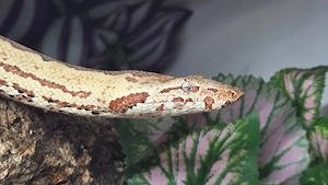 Candoia Paulsoni Santa Isabel weibchen