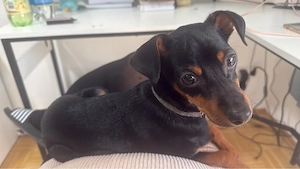 Zwergpinscher Reinrassig