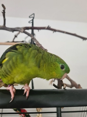 Katharinasittich Maennlich