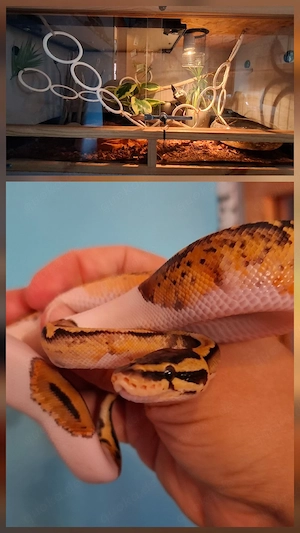 Königsphyton 1.0 + Komplett Set