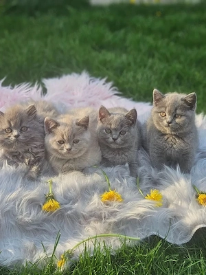 Britisch Kurzhaar Kitten in Grau bzw ein Kater in Blue (2 kitten Frei)