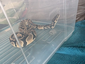 Orange Dream het Piebald