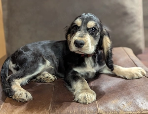 Tolle Cockermixwelpen komplett geimpft für 1jahr