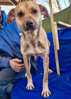 Marny   sensible Junghündin sucht Geborgenheit