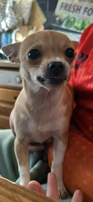 Chihuahua Dame 