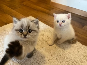 BKH  Britisch Kurzhaar Kitten 