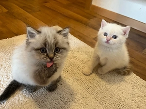 BKH Britisch Kurzhaar Kitten 