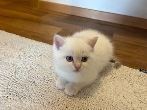 BKH Britisch Kurzhaar Kitten 