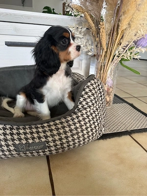 Cavalier King Charlls Spaniel