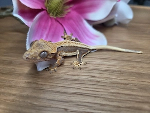 Kronengecko Jungtiere 