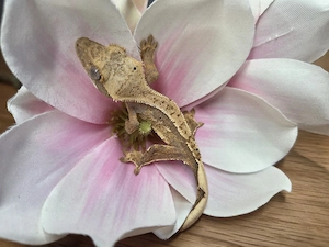 Kronengecko Jungtiere 