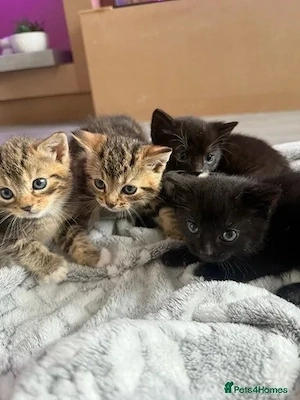 Unsere bezaubernden Bengal Kitten suchen ab sofort ein 