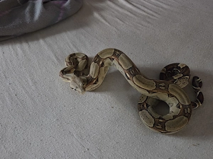 1.0 Boa Constrictor imperator Rlt het vpi Gandolfline pos het Rlt NZ22 Bild 2