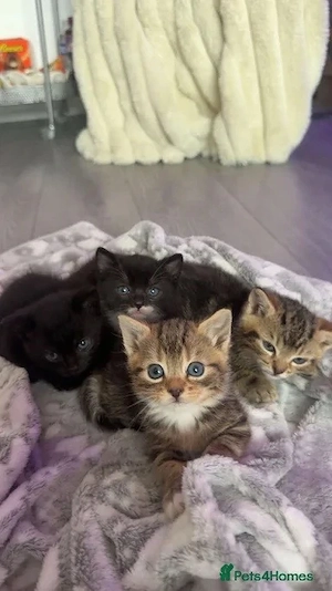 liebevolle, verspielte Kätzchen (8 Wochen) suchen ab sofort ein neues Zuhause. Gesund, zutraulich un