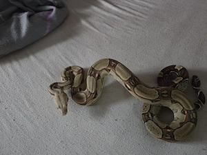 1.0 Boa Constrictor imperator Rlt het vpi Gandolfline pos het Rlt NZ22