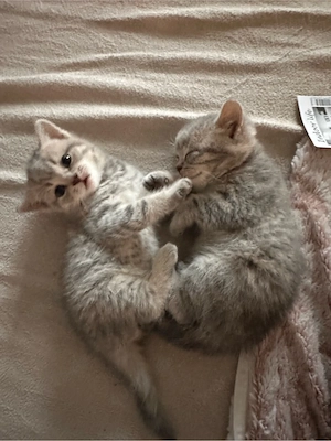 Zwei süße Babykatzen suchen ein liebevolles Zuhause   