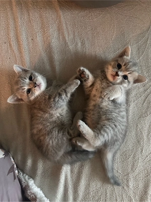 Zwei süße Babykatzen suchen ein liebevolles Zuhause   