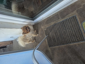 Pomeranian Zwergspitz 