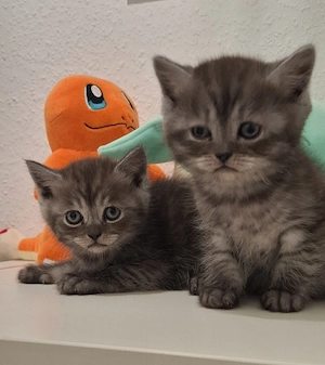 3 süße Kätzchen 