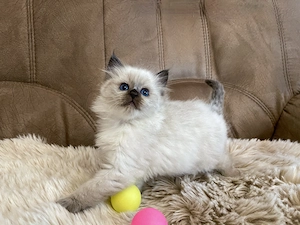 Reserviert! Wunderschöne Reinrassige Ragdoll 1 männl.