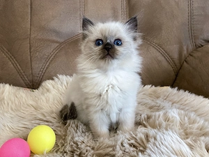 Wunderschöne Reinrassige Ragdoll 2 männl.