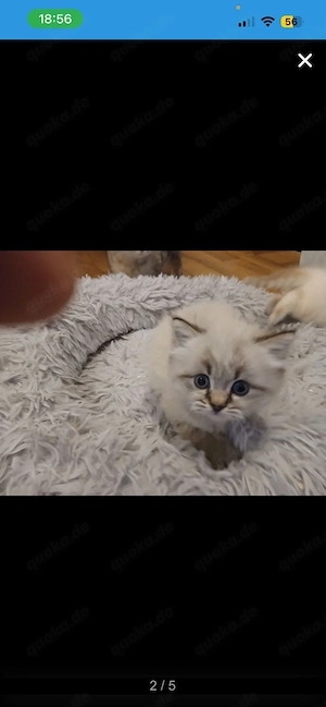 BKH Britisch Kurzhaar Kitten 