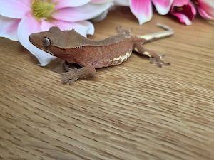 Red Phantom lilly white Kronengecko 