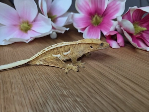 0.1 Kronengecko  Bild 4